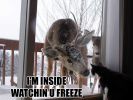 CATZ.jpg
