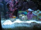 leopard-wrasse-macro.jpg